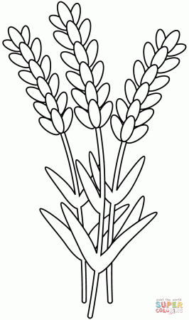 Lavender coloring page | Free Printable Coloring Pages