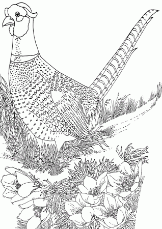 Partridge in the meadow coloring book to print and online