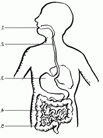 Human Digestive System Coloring Pages - Coloring Kids
