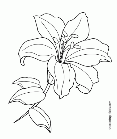 Lilium flower coloring pages for kids, printable free | Flower line  drawings, Lilies drawing, Flower drawing