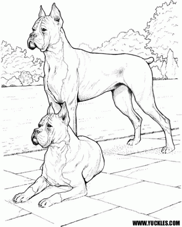 Boxer Coloring Page by YUCKLES!