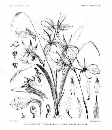 Botany Coloring Page Printable - Aiwosen.com