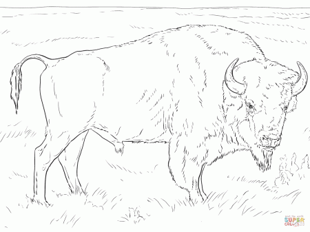 Buffalo coloring pages | Free Coloring Pages