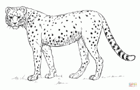 African cheetah coloring page | Free Printable Coloring Pages