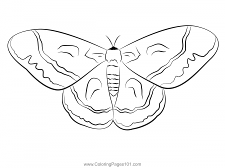 Cecropia Moth Coloring Page for Kids - Free Moths Printable Coloring Pages  Online for Kids - ColoringPages101.com | Coloring Pages for Kids