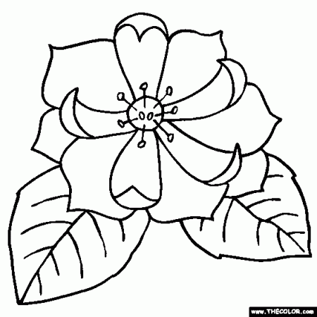 Magnolia Flower Coloring Page | Yoloxochitl Flower