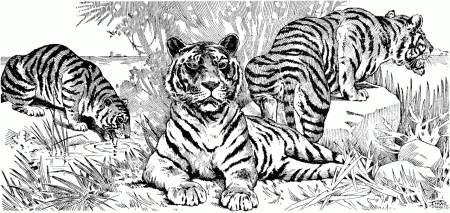 Tiger Coloring Pages Coloring Page For Kids | Kids Coloring