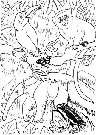 Rainforest Animals Coloring Pages Selfcoloringpages Com Rainforest ...