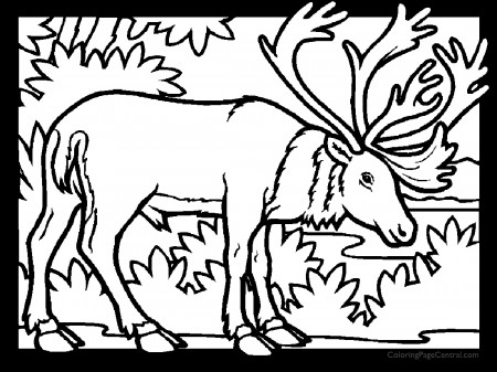 Caribou 01 Coloring Page | Coloring Page Central