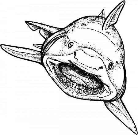 Shark Strong Jaws Coloring Pages : Best Place to Color