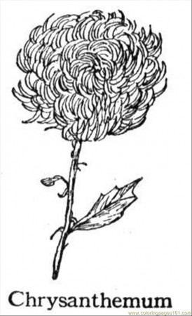 12 Pics of Chrysanthemum Coloring Pages For Preschoolers ...