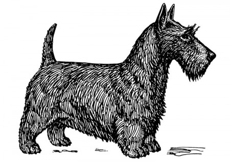 Coloring Page dog - Scottish terrier - free printable coloring pages - Img  18758