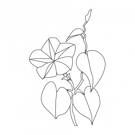 Hand drawn morning glory flowers for coloring page on black and white.  11380018 Vector Art at Vecteezy