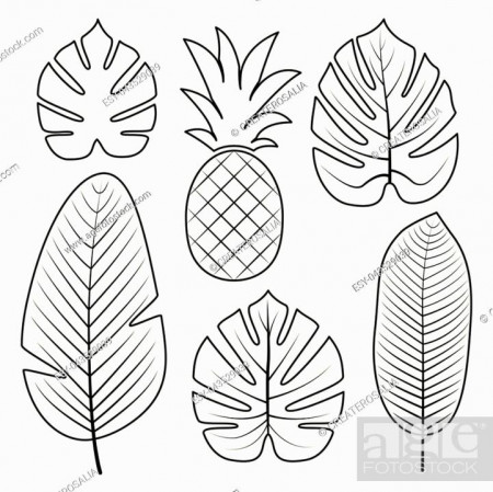 Tropical Palm leaves and pineapple isolated on white background, Stock  Vector, Vector And Low Budget Royalty Free Image. Pic. ESY-043529039 |  agefotostock
