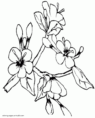Branch of a blossoming tree || COLORING-PAGES-PRINTABLE.COM