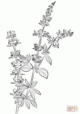 Basil Herb coloring page | Free Printable Coloring Pages