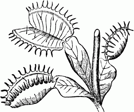 Venus Fly Trap Coloring Page - Jamesenye