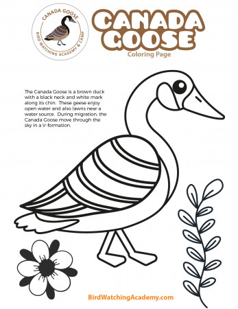 Canada Goose Coloring Page - Bird Watching Academy