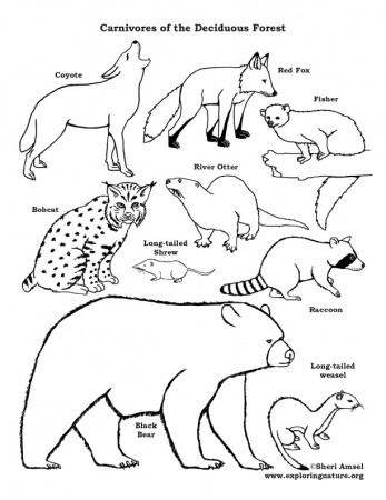 Carnivores of the Deciduous Forest Coloring Page