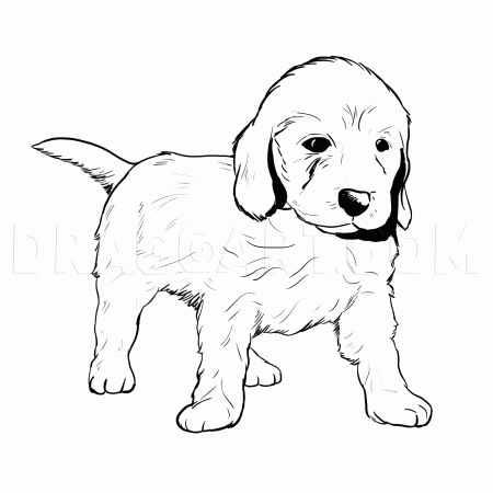 How To Draw A Labradoodle, Step by Step, Drawing Guide, by MichaelY |  dragoart.com | Dog coloring page, Puppy coloring pages, Golden retriever  colors