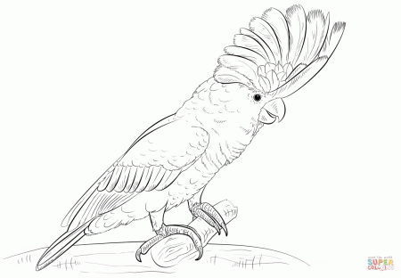 White Cockatoo coloring page | Free Printable Coloring Pages