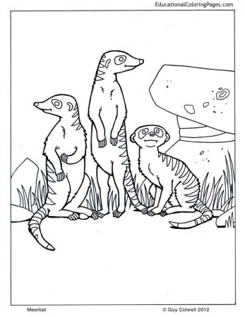 Meerkat | Animal coloring pages, Animals, Coloring pages