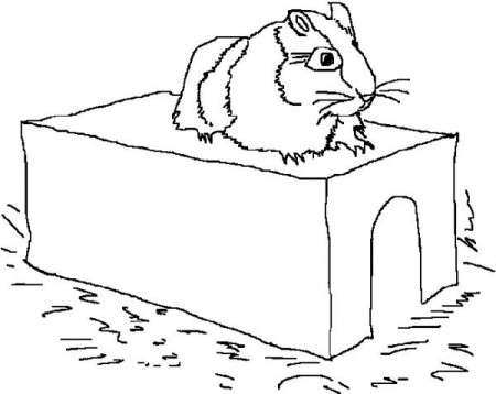 Rat Exercise in Guinea Pig Coloring Page | Color Luna