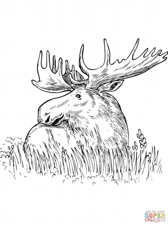 Moose coloring pages | Free Coloring Pages