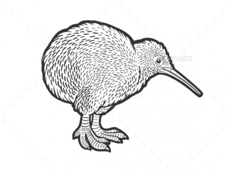 Kiwi Bird Sketch Vector Illustration by AlexanderPokusay | GraphicRiver