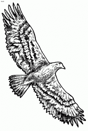Golden Eagle Coloring Page Printable Coloring Sheet 99Coloring Com 