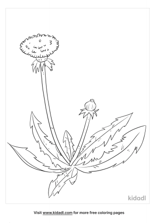 Dandelion Coloring Pages | Free Flowers Coloring Pages | Kidadl