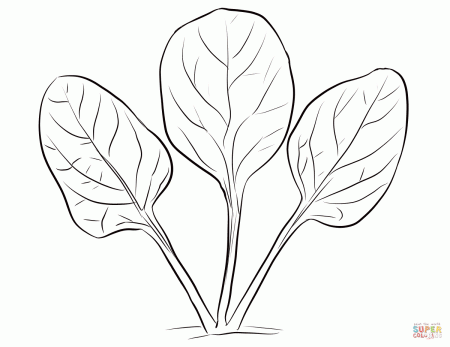 Spinach Leaves coloring page | Free Printable Coloring Pages