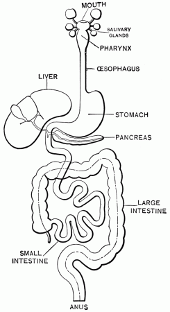 How does the urinary system differ from the digestive system? - Quora