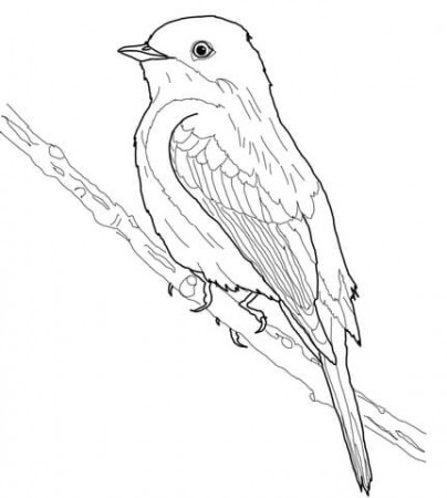 Eastern Phoebe coloring page | Free Printable Coloring Pages