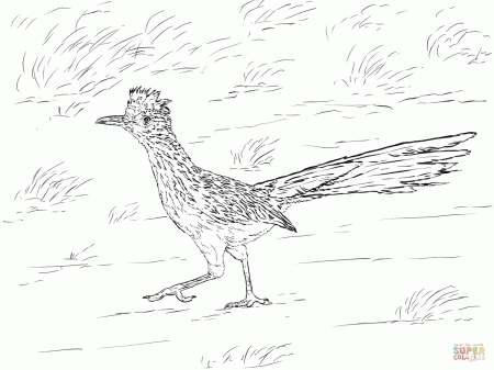 Realistic Greater Roadrunner coloring page | Free Printable ...