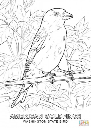 Goldfinch Coloring Page (Page 1) - Line.17QQ.com
