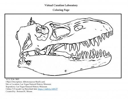 Coloring page for Albertosaurus skull cast from the Las Vegas Natural  History Museum | the Virtual Curation Laboratory