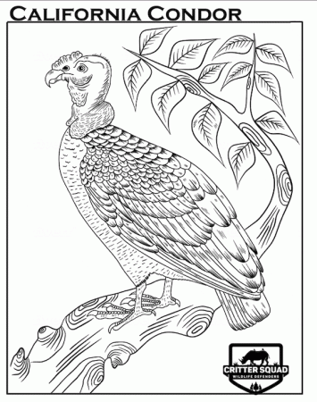 California Condor (Coloring) - C.S.W.D
