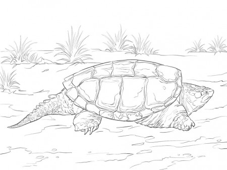 Ornate Box Turtle Coloring Page - Free Printable Coloring Pages for Kids