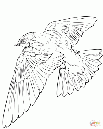 Tree Swallow in Flight coloring page | Free Printable Coloring Pages