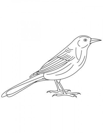 brown thrasher coloring page - Clip Art Library