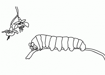 Caterpillar On Twig Coloring Pages - Caterpillar Coloring Pages 