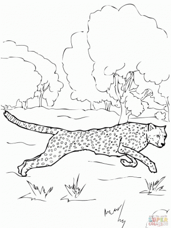 Cheetah coloring page | Pages