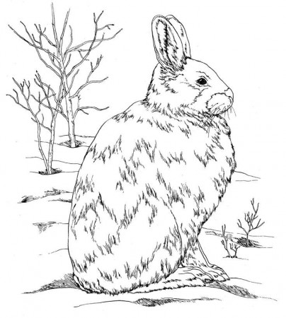 burgess animal book coloring pages | 2nd Grade