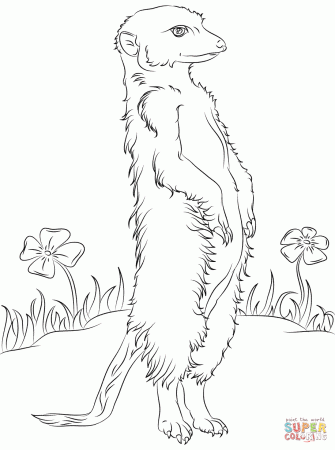Meerkat and Flowers coloring page | Free Printable Coloring Pages