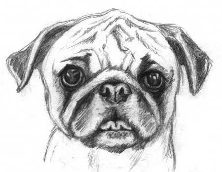 Coloring or pencil coloring | Pug ...