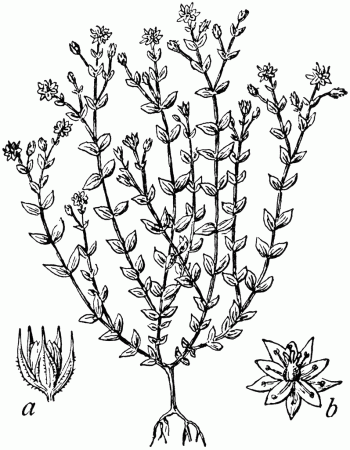 Thyme-Leaved Sandwort | ClipArt ETC | Plant drawing, Plant sketches, Thyme  flower