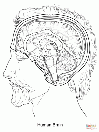 Human Brain - Human Brain Anatomy Coloring page
