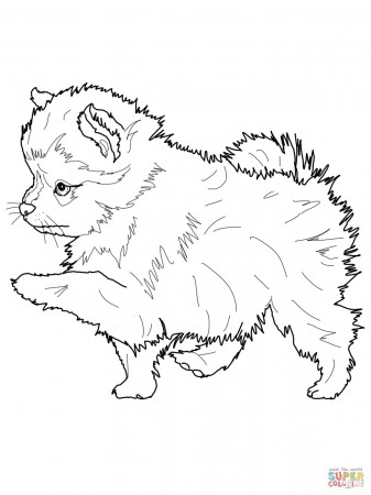 Pomeranian coloring page | Free Printable Coloring Pages