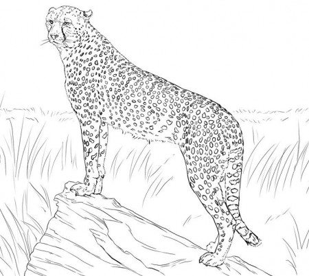 Printable Baby Cheetah Coloring Pages - Coloring Page